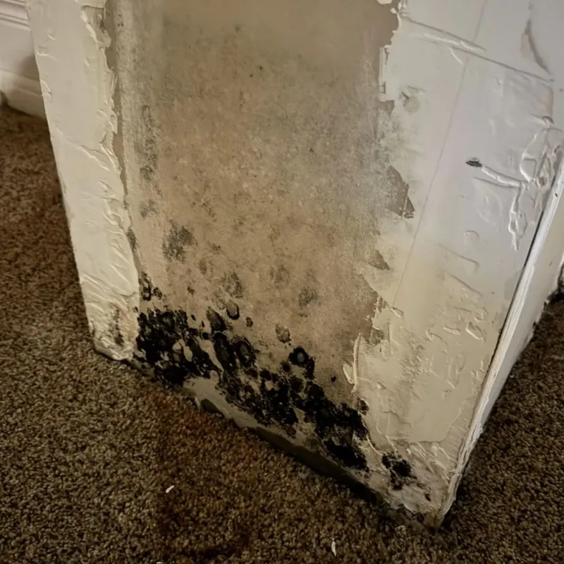 Professional Mold Removal in Dickey County, ND